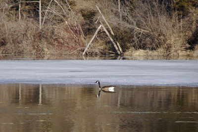 Side view of a bird in water