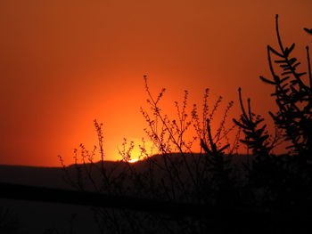 Silhouette plants against sky during sunset