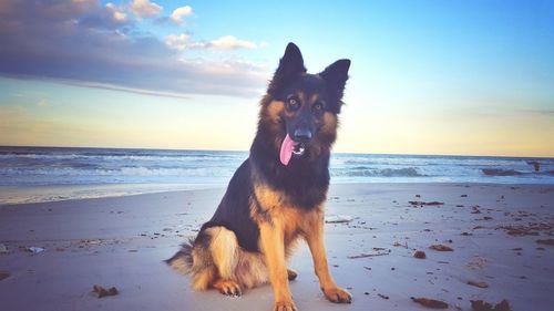 Dog on beach at sunset