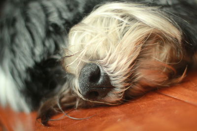 Tibetan terrier face up close sleeping.october 2018