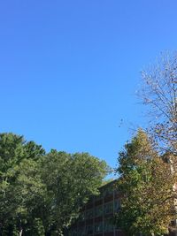 Trees against blue sky