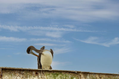 Isolated peruvian pelican - pelecanus thagus in front against sky.