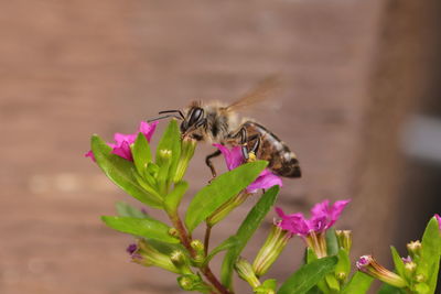 Close-up of bee pollinating on pink flower