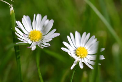 Close-up of white flower blooming outdoors