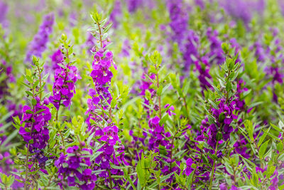 Close-up of purple flowering plants on field