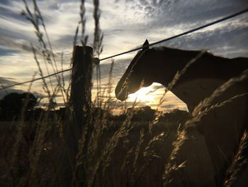 Close-up of wheat field against sky at sunset