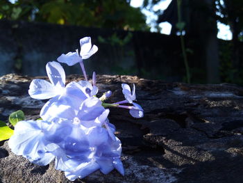 Close-up of flowers against blurred background