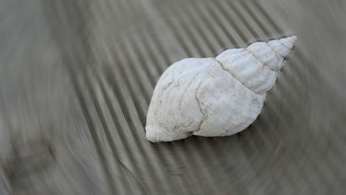 High angle view of shell on the table