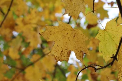 Close-up of yellow tree during autumn