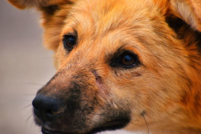 Close-up portrait of a dog