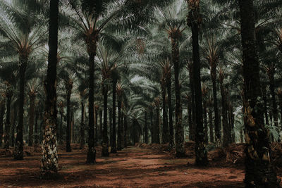 Trees in forest