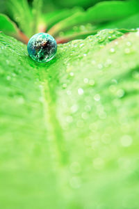 Close-up of water drops on leaf