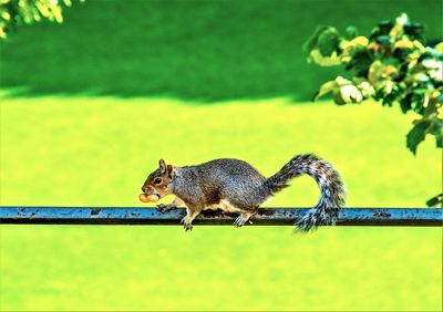 Squirrel on a tree