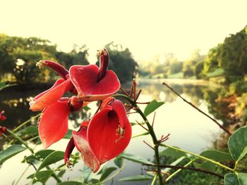 Close-up of red flowers against blurred background