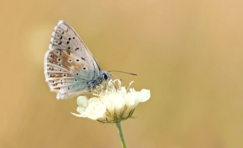 Close-up of butterfly perching on flower