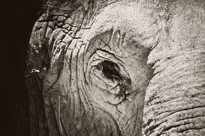 Close-up of tree trunk