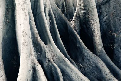 Full frame shot of tree trunk in forest