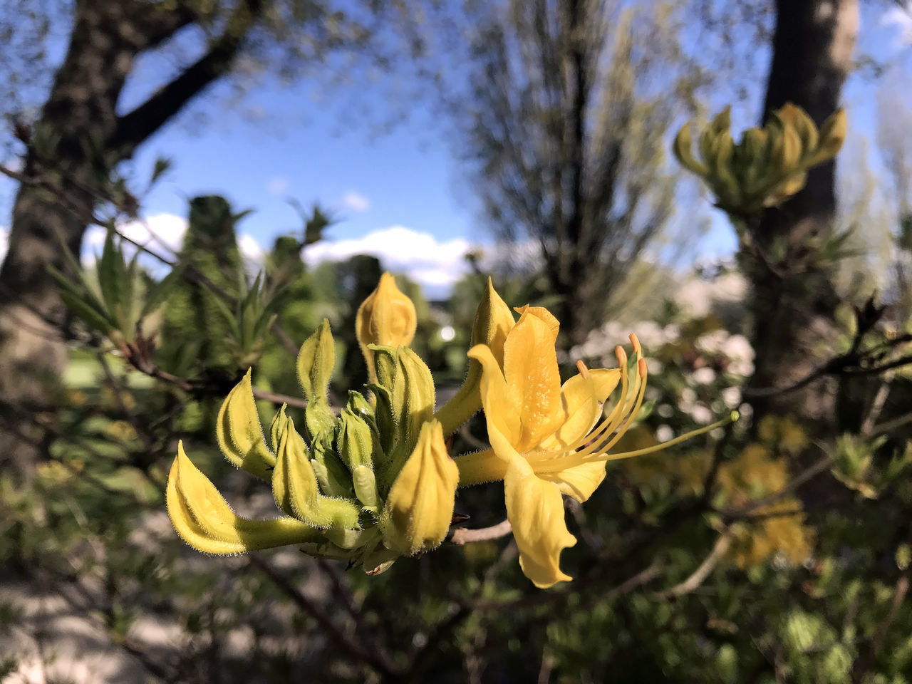 CLOSE-UP OF YELLOW FLOWERING PLANT AGAINST TREES