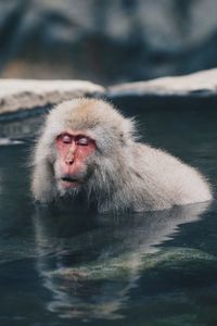 Monkey in a lake