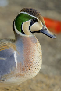 Close-up of duck