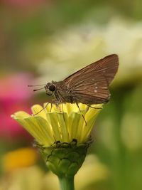 Close-up of butterfly pollinating on flower