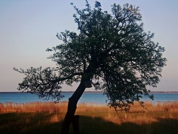 Close-up of tree by sea against sky