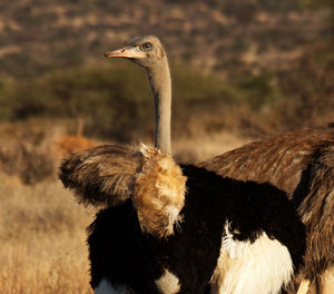 Close-up rear view of bird