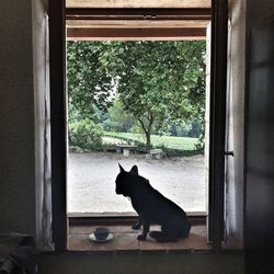 Cat sitting on window