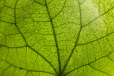 Full frame shot of green leaf