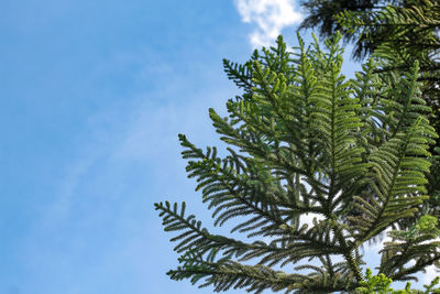 Low angle view of tree branch against sky