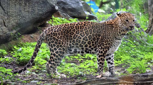 View on leopard by rock