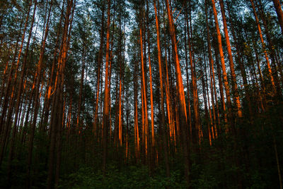 Low angle view of trees in forest