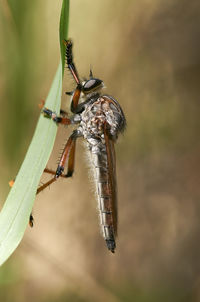 A robber fly - or assassin fly - from the asilidae family, clinging to a blade of grass in sunlight.