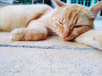 Close-up of cat sleeping