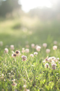 Close-up of flowers growing in field