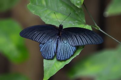 Close-up of butterfly perching on leaf