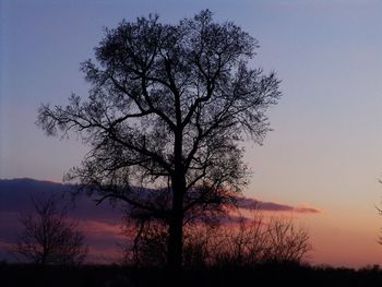 Silhouette bare tree on field against sky at sunset