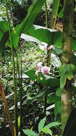 View of flowering tree