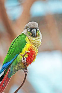 Close-up of parrot perching on branch