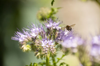 Close-up of bee pollinating on purple flower