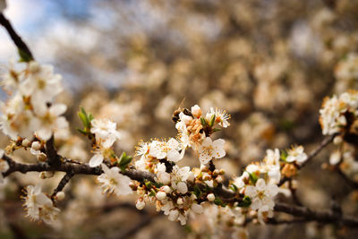 Close-up of white cherry blossom tree