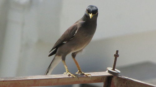 Bird perching on railing