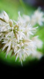 Close-up of white cherry blossoms