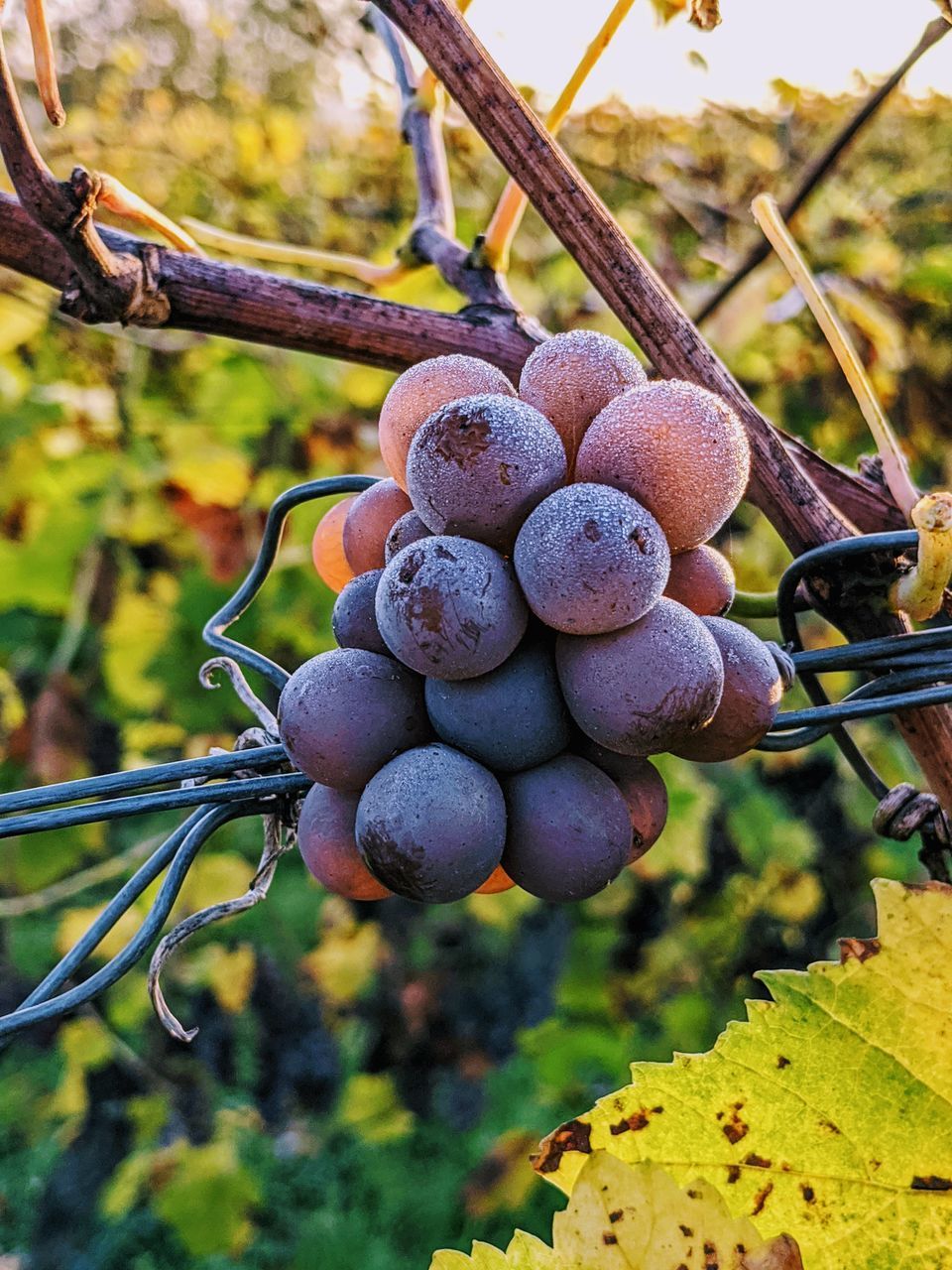 CLOSE-UP OF GRAPES IN VINEYARD