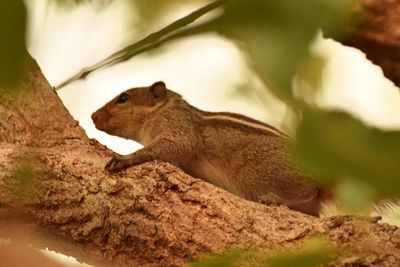 Close-up of squirrel