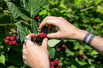 Midsection of man holding fruits