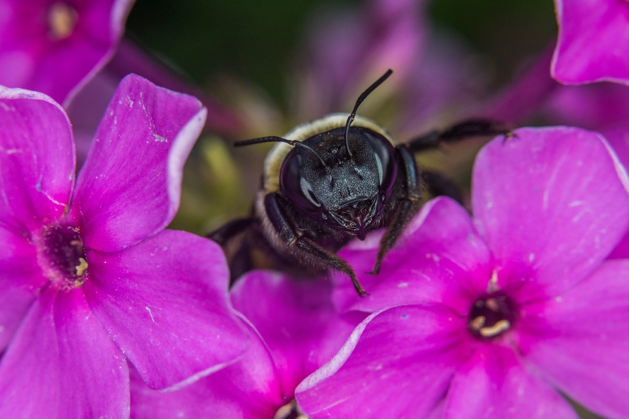 flower, petal, insect, animal themes, one animal, animals in the wild, flower head, nature, pink color, fragility, close-up, no people, growth, animal wildlife, beauty in nature, outdoors, purple, day, freshness, plant, blooming