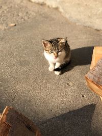 High angle view of cat