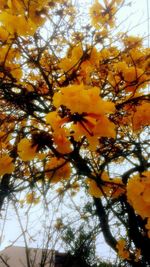 Low angle view of flowering tree against sky