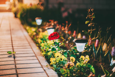 Close-up of potted plants on footpath